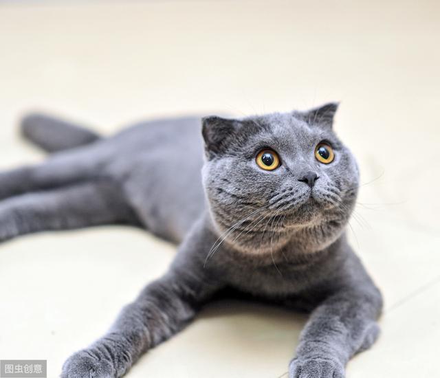 常见的猫咪都有哪些品种（10种公认最可爱的猫咪品种排行）(4)