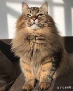 ​常见的猫咪都有哪些品种（10种公认最可爱的猫咪品种排行）