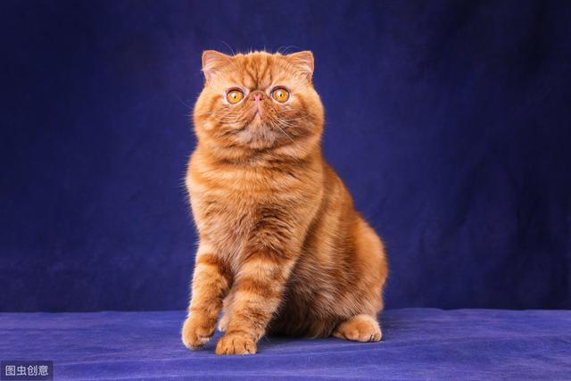 常见的猫咪都有哪些品种（10种公认最可爱的猫咪品种排行）(2)