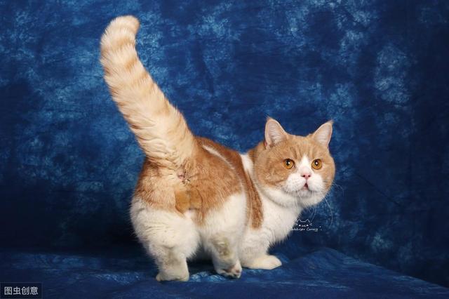 常见的猫咪都有哪些品种（10种公认最可爱的猫咪品种排行）(3)