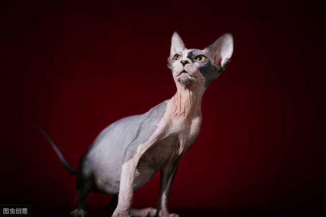 常见的猫咪都有哪些品种（10种公认最可爱的猫咪品种排行）(6)