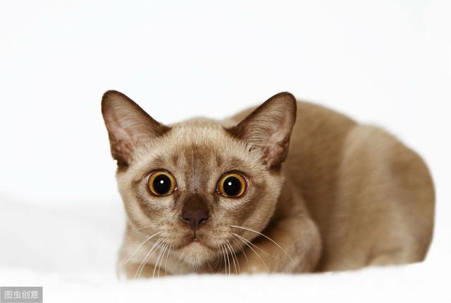 常见的猫咪都有哪些品种（10种公认最可爱的猫咪品种排行）(7)