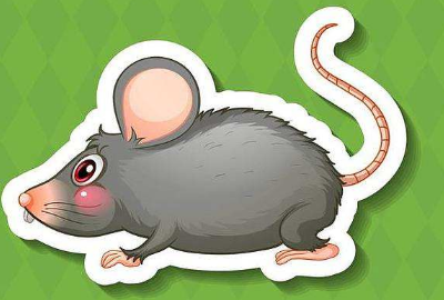 怎样抓老鼠和消灭老鼠,抓老鼠最好的方法是怎样抓图1