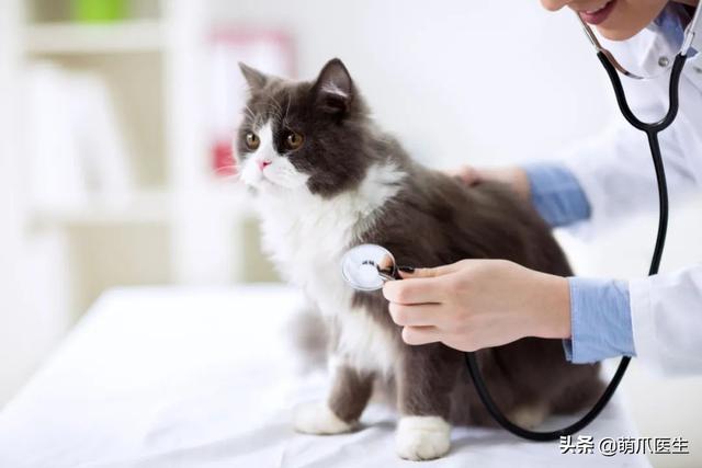 托运猫的正确方法图解（托运送猫上不归路）(15)