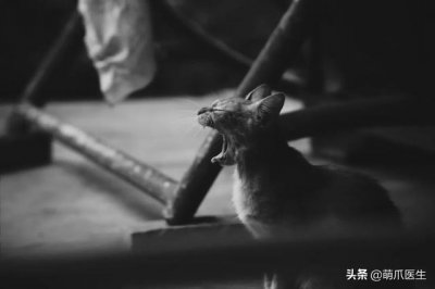 ​托运猫的正确方法图解（托运送猫上不归路）