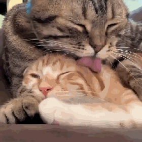 托运猫的正确方法图解（托运送猫上不归路）(13)