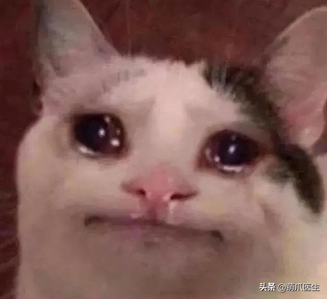 托运猫的正确方法图解（托运送猫上不归路）(14)