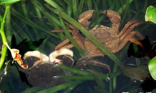 买的螃蟹怎么多活几天