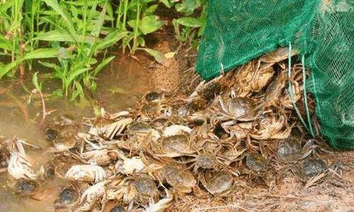 螃蟹怎么养活得久一点