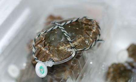 怎样能让螃蟹活的时间长一点呢