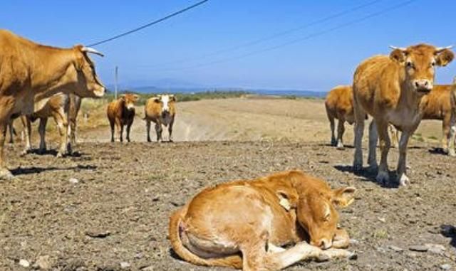 马是怎样睡觉的 ,童年笔记里面枣红马是怎么睡觉的图5