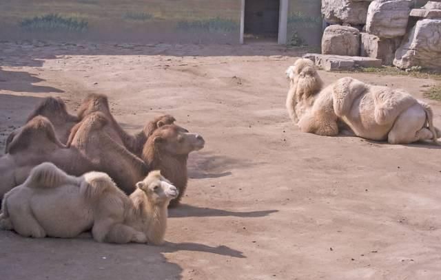 马是怎样睡觉的 ,童年笔记里面枣红马是怎么睡觉的图8