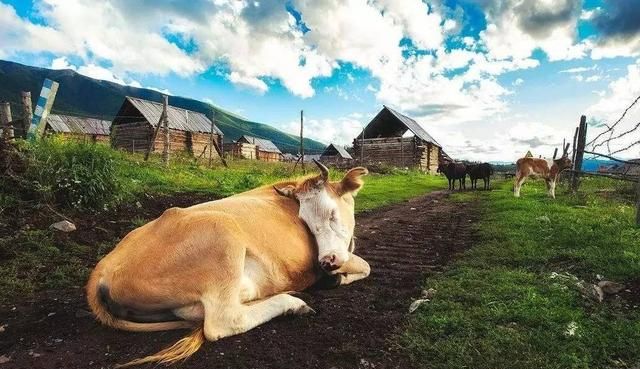 马是怎样睡觉的 ,童年笔记里面枣红马是怎么睡觉的图3