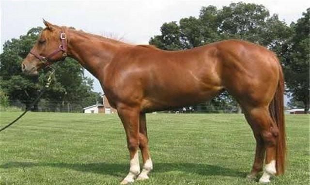 马是怎样睡觉的 ,童年笔记里面枣红马是怎么睡觉的图7