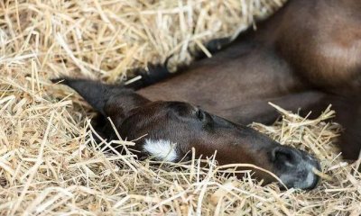​马是怎样睡觉的 ，童年笔记里面枣红马是怎么睡觉的