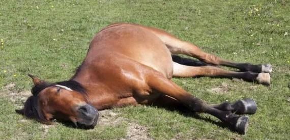 马是怎样睡觉的 ,童年笔记里面枣红马是怎么睡觉的图6