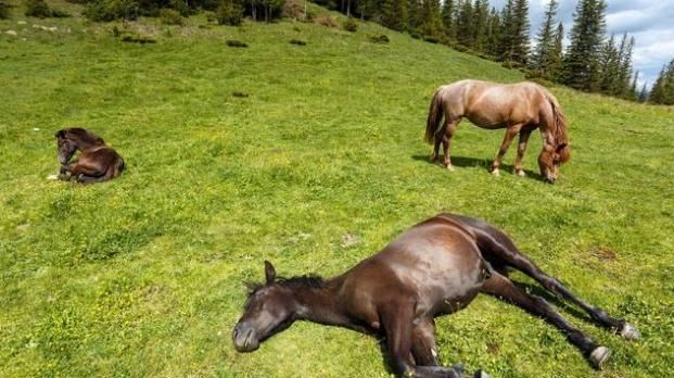 马是怎么睡觉的