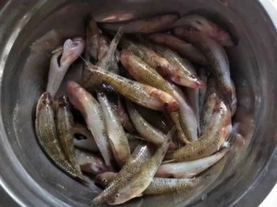 ​石金钱龟养殖前景如何？石金钱龟养殖技术