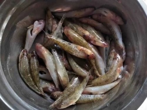 石金钱龟养殖前景如何？石金钱龟养殖技术-第1张图片-