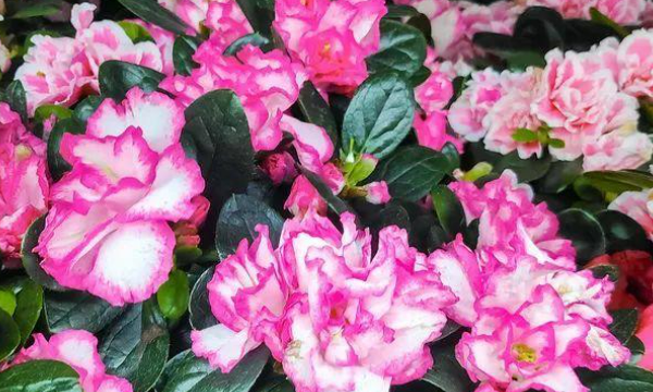 广州花卉批发市场在哪里,附近花卉市场批发市场在哪里图5