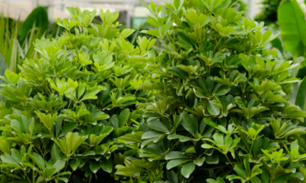 广州花卉批发市场在哪里,附近花卉市场批发市场在哪里图3