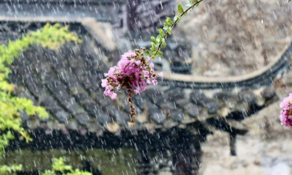 广州花卉批发市场在哪里,附近花卉市场批发市场在哪里图4