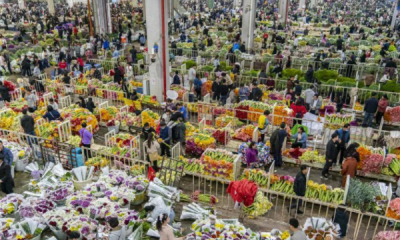 ​广州花卉批发市场在哪里,附近花卉市场批发市场在哪里