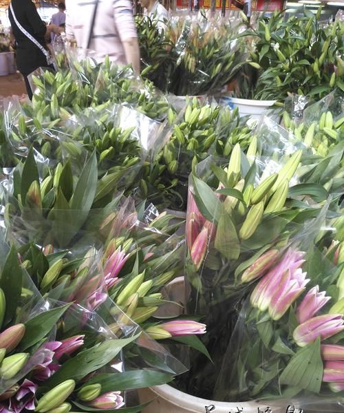 南京最大的花卉批发市场在哪里