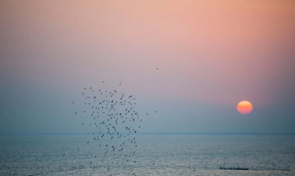 碧螺春产地在哪里,碧螺春茶叶的产地是什么地方图7