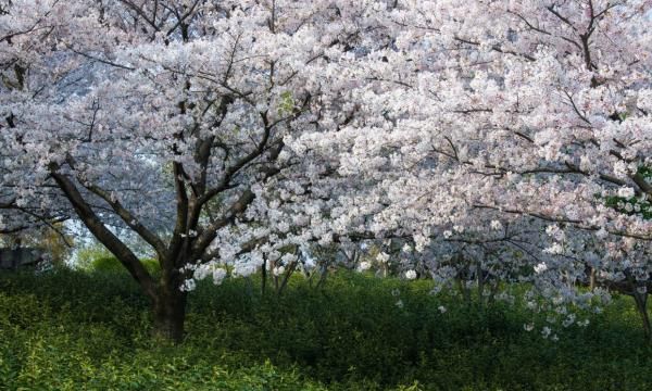 碧螺春产地在哪里,碧螺春茶叶的产地是什么地方图2