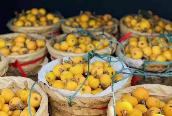 碧螺春产地在哪里,碧螺春茶叶的产地是什么地方图6