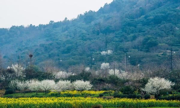 碧螺春产地在哪里,碧螺春茶叶的产地是什么地方图5