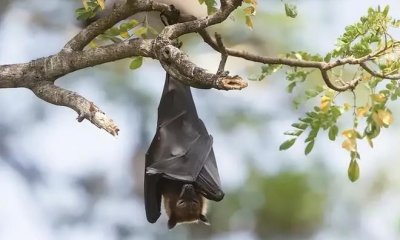 ​蝙蝠是一种小型兽类还是昆虫，蝙蝠是属于鸟类还是鼠类呢？