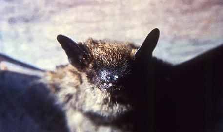 蝙蝠是益虫还是害虫