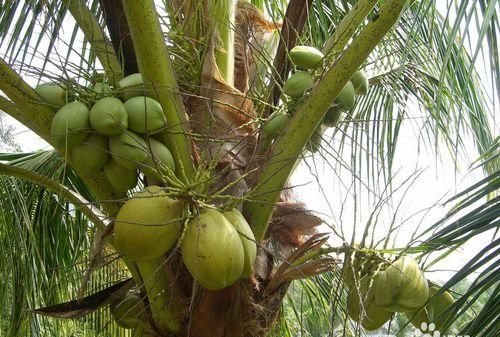 椰子传播种子的方法是什么