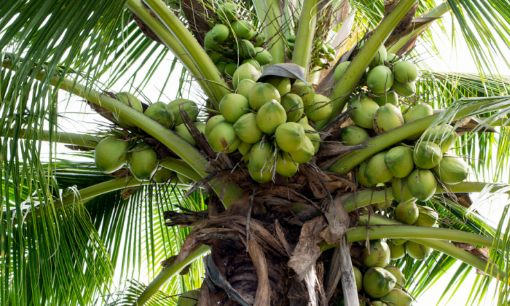 椰子靠什么传播种子 ,椰子是靠什么传播种子的图2