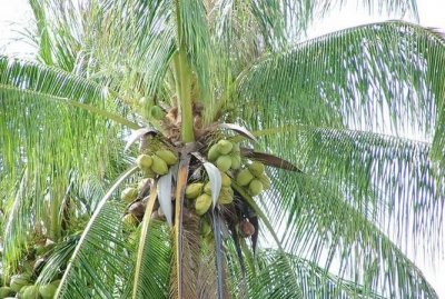 ​椰子靠什么传播种子 ,椰子是靠什么传播种子的