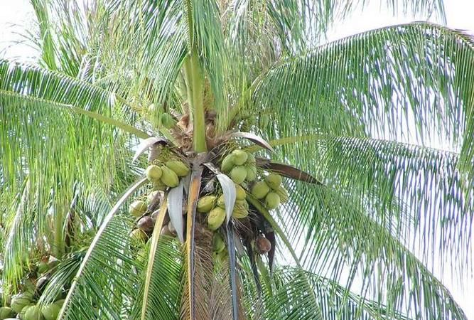 椰子是靠什么传播种子的