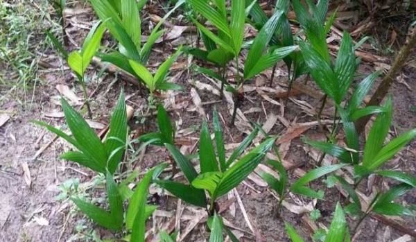 椰子靠什么传播种子 ,椰子是靠什么传播种子的图4