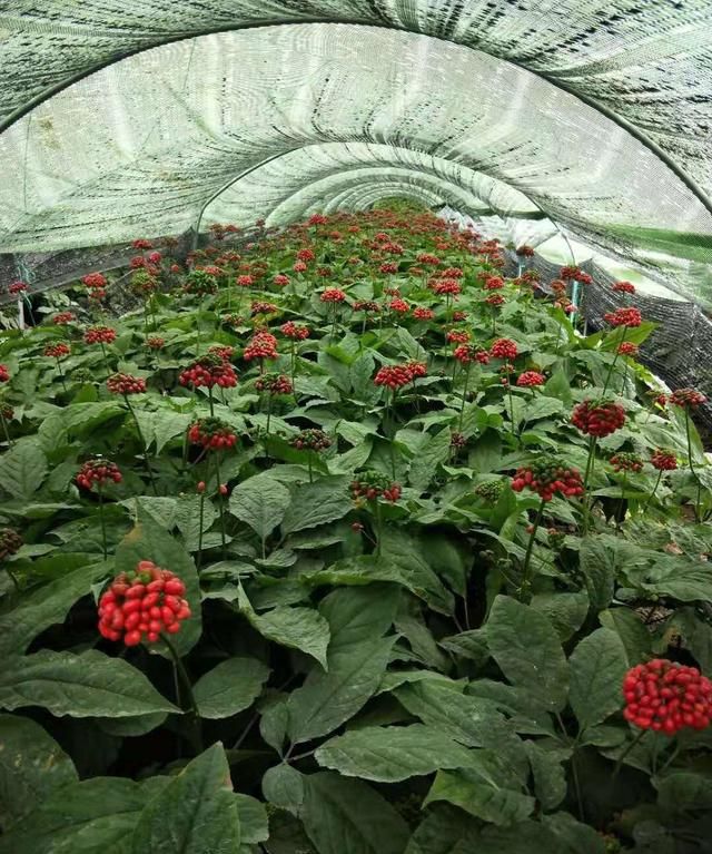 阳关在哪里，都是正午的古装剧，《琅琊榜》和《清平乐》的区别在哪里？图13