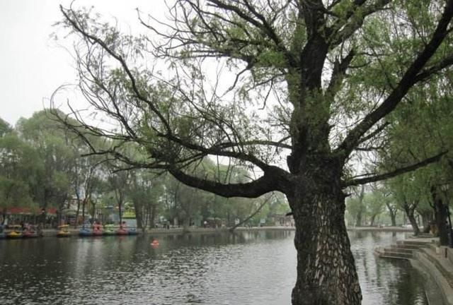 阳关在哪里，都是正午的古装剧，《琅琊榜》和《清平乐》的区别在哪里？图8