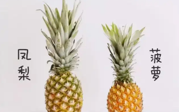 凤梨和菠萝一样,凤梨和菠萝是一样的吗?图3