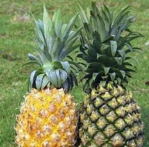 ​凤梨和菠萝一样,凤梨和菠萝是一样的吗?