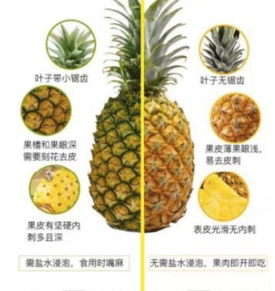 凤梨和菠萝一样,凤梨和菠萝是一样的吗?图2