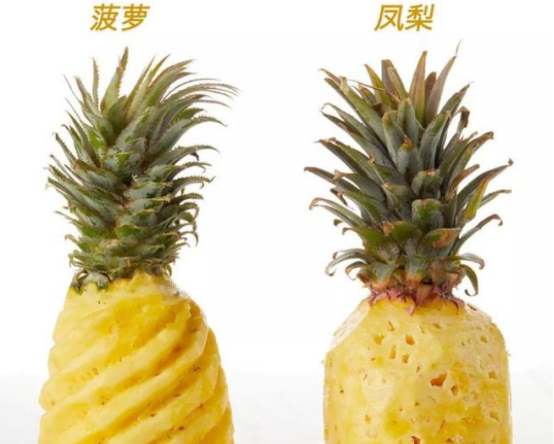 凤梨和菠萝一样,凤梨和菠萝是一样的吗?图4