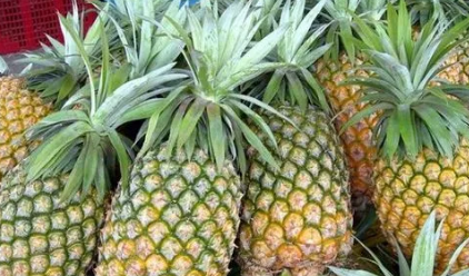 凤梨和菠萝一样,凤梨和菠萝是一样的吗?图5