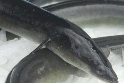 海鱼大全，大片海鱼的做法大全？图3