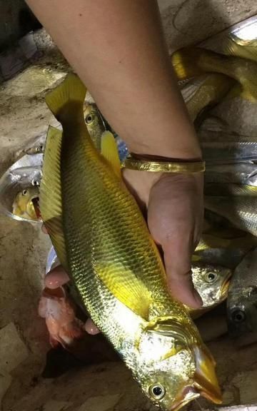 海鱼大全，大片海鱼的做法大全？图4