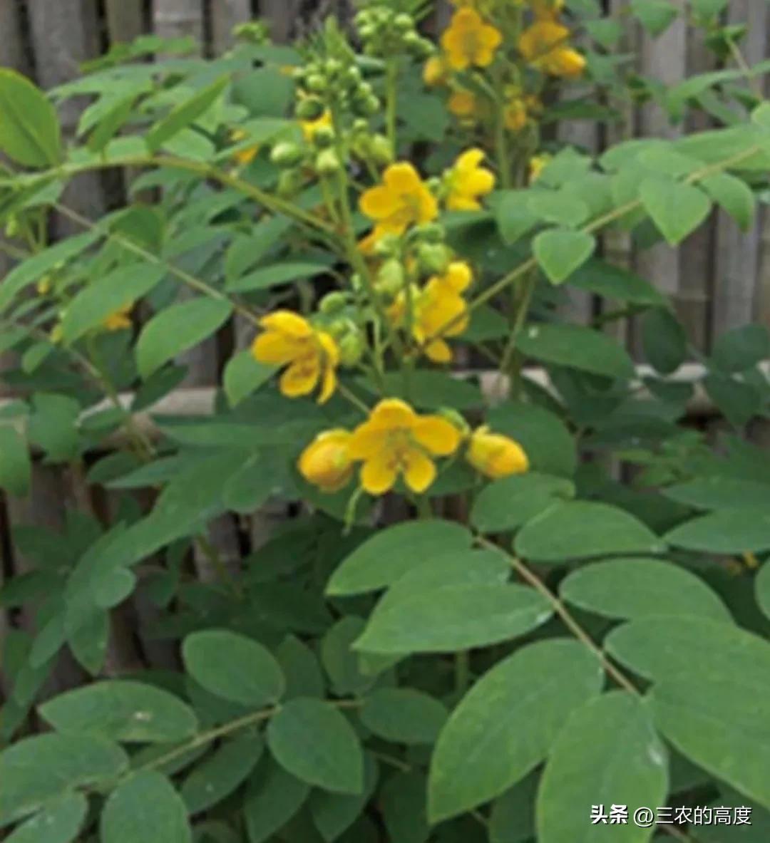 家里放什么东西蛇不敢来(蛇怕什么气味不进屋)