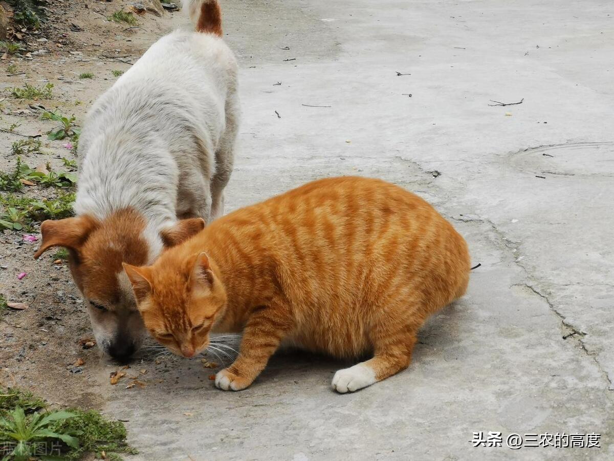 家里放什么东西蛇不敢来(蛇怕什么气味不进屋)